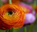 Лютик (Ранункулюс) оранжевый / Ranunculus Orange — фото 4