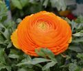 Лютик (Ранункулюс) оранжевый / Ranunculus Orange — фото 5