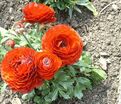 Лютик (Ранункулюс) оранжевый / Ranunculus Orange — фото 6