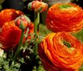 Лютик (Ранункулюс) оранжевый / Ranunculus Orange — фото 7