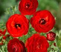 Лютик (Ранункулюс) красный / Ranunculus Red — фото 2
