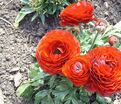 Лютик (Ранункулюс) красный / Ranunculus Red — фото 3