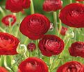 Лютик (Ранункулюс) красный / Ranunculus Red — фото 4