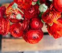 Лютик (Ранункулюс) красный / Ranunculus Red — фото 5