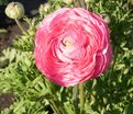 Лютик (Ранункулюс) розовый / Ranunculus Pink — фото 2