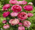 Лютик (Ранункулюс) розовый / Ranunculus Pink — фото 3