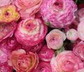 Лютик (Ранункулюс) розовый / Ranunculus Pink — фото 4