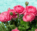 Лютик (Ранункулюс) розовый / Ranunculus Pink — фото 6