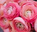 Лютик (Ранункулюс) розовый / Ranunculus Pink — фото 7