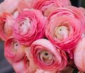 Лютик (Ранункулюс) розовый / Ranunculus Pink — фото 8