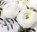 Лютик (Ранункулюс) белый / Ranunculus White — фото 2