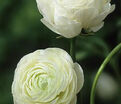 Лютик (Ранункулюс) белый / Ranunculus White — фото 3