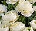 Лютик (Ранункулюс) белый / Ranunculus White — фото 5