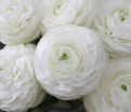 Лютик (Ранункулюс) белый / Ranunculus White — фото 6