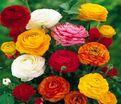 Лютик (Ранункулюс) микс / Ranunculus Mix — фото 2