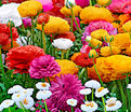 Лютик (Ранункулюс) микс / Ranunculus Mix — фото 4