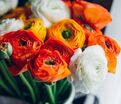 Лютик (Ранункулюс) микс / Ranunculus Mix — фото 7