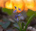 Пролеска (Сцилла) двулистная / Scilla bifolia — фото 2