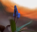 Пролеска (Сцилла) двулистная / Scilla bifolia — фото 3