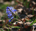 Пролеска (Сцилла) двулистная / Scilla bifolia — фото 4