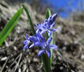 Пролеска (Сцилла) двулистная / Scilla bifolia — фото 5