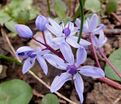 Пролеска (Сцилла) двулистная / Scilla bifolia — фото 6