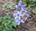 Пролеска (Сцилла) двулистная / Scilla bifolia — фото 7