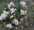 Пролеска (Сцилла) двулистная Розеа / Scilla bifolia Rosea — фото 2