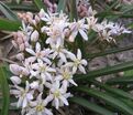 Пролеска (Сцилла) двулистная Розеа / Scilla bifolia Rosea — фото 3