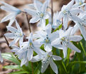 Пролеска (Сцилла) Мищенко / Scilla mischtschenkoana — фото 5