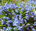 Пролеска (Сцилла) сибирская / Scilla siberica — фото 2