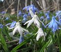 Пролеска (Сцилла) сибирская / Scilla siberica — фото 3