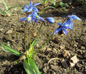 Пролеска (Сцилла) сибирская / Scilla siberica — фото 4