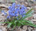 Пролеска (Сцилла) сибирская / Scilla siberica — фото 5