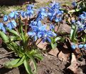 Пролеска (Сцилла) сибирская / Scilla siberica — фото 6