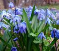 Пролеска (Сцилла) сибирская / Scilla siberica — фото 8