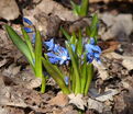 Пролеска (Сцилла) сибирская / Scilla siberica — фото 9