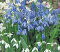 Пролеска (Сцилла) сибирская / Scilla siberica — фото 11