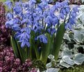 Пролеска (Сцилла) сибирская / Scilla siberica — фото 12