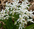 Пролеска (Сцилла) сибирская Альба / Scilla siberica Alba — фото 2