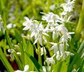 Пролеска (Сцилла) сибирская Альба / Scilla siberica Alba — фото 3