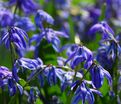 Пролеска (Сцилла) сибирская Спринг Бьюти/ Scilla siberica Spring Beauty — фото 3