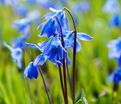 Пролеска (Сцилла) сибирская Спринг Бьюти/ Scilla siberica Spring Beauty — фото 4