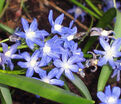 Хионодокса Сарденсис / Chionodoxa sardensis — фото 2