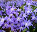 Хионодокса Виолет Бьюти / Chionodoxa Violet Beauty — фото 2