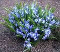 Хионодокса Люцилии / Chionodoxa luciliae — фото 2