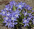 Хионодокса Люцилии / Chionodoxa luciliae — фото 3