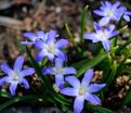 Хионодокса Люцилии / Chionodoxa luciliae — фото 4