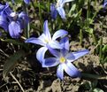 Хионодокса Люцилии / Chionodoxa luciliae — фото 6