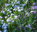 Хионодокса Люцилии / Chionodoxa luciliae — фото 7